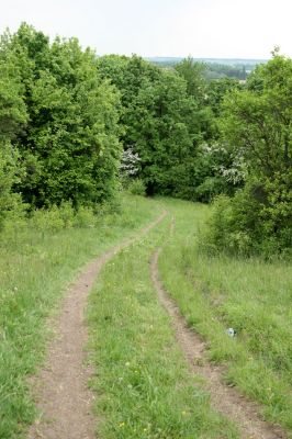 Nový Hradec Králové-Kluky, 17.5.2008
Step na severozápadním okraji Kopce sv. Jana. Cesta stepí od Zámečku k Třebši.
Mots-clés: Hradec Králové Kluky Třebeš Kopec sv. Jana Pod zámečkem Zámeček step Agriotes gallicus