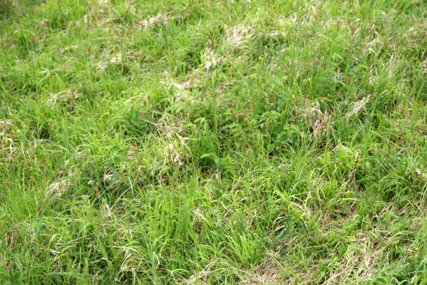 Nový Hradec Králové-Kluky, 17.5.2008
Květen na stepi na severozápadním svahu Kopce sv. Jana - pod zámečkem. Porosty trávy válečky prapořité (Brachypodium pinnatum) se připravují na červencové rojení kovaříka Agriotes gallicus.
Keywords: Hradec Králové Třebeš Kopec sv. Jana Pod zámečkem Zámeček step Agriotes gallicus