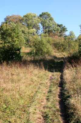 Nový Hradec Králové, Kluky, 23.9.2009
Zarůstající step na severozápadním svahu Kopce Svatého Jana - Pod zámečkem. 
Mots-clés: Nový Hradec Králové Třebeš Kopec Svatého Jana Zámeček Agriotes gallicus