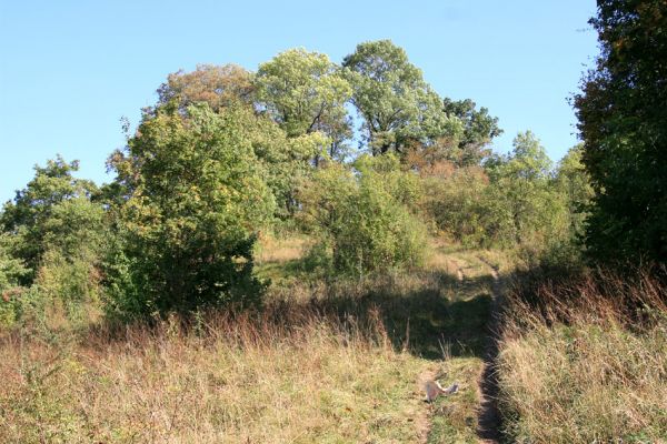 Nový Hradec Králové, Kluky, 23.9.2009
Zarůstající step na severozápadním svahu Kopce Svatého Jana - Pod zámečkem. 
Schlüsselwörter: Nový Hradec Králové Třebeš Kopec Svatého Jana Zámeček Agriotes gallicus