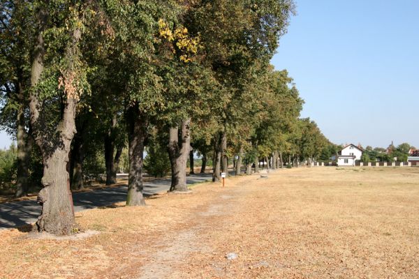 Nový Hradec Králové, Kluky, 23.9.2009
Lipová alej na kopci Svatého Jana.
Klíčová slova: Nový Hradec Králové Kopec Svatého Jana Kluky Agriotes gallicus