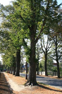 Nový Hradec Králové, Kluky, 23.9.2009
Lipová alej na kopci Svatého Jana.
Klíčová slova: Nový Hradec Králové Kopec Svatého Jana Kluky