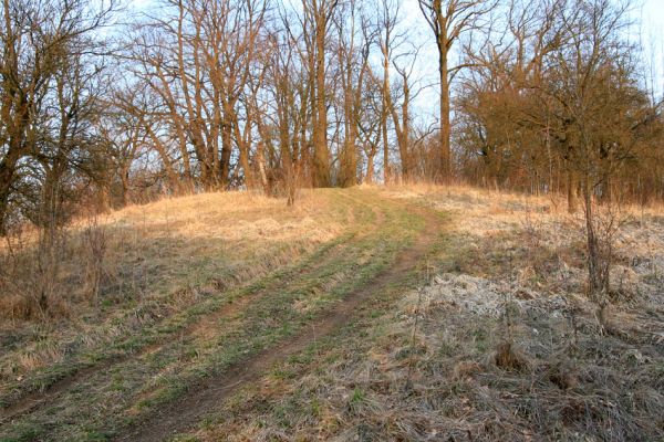 Nový Hradec Králové - Kluky, 31.3.2008
Step na severozápadním svahu Kopce Svatého Jana - Pod zámečkem.
Schlüsselwörter: Hradec Králové Třebeš Kopec Svatého Jana Pod zámečkem Zámeček Agriotes gallicus