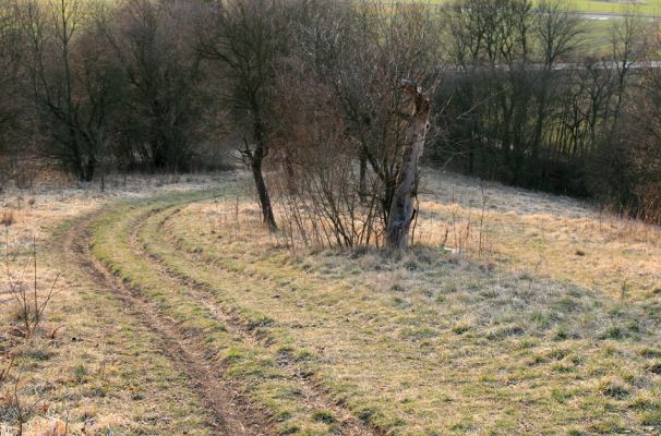 Nový Hradec Králové - Kluky, 31.3.2008
Step na severozápadním svahu Kopce Svatého Jana - Pod zámečkem.
Mots-clés: Hradec Králové Třebeš Kopec Svatého Jana Pod zámečkem Zámeček Agriotes gallicus