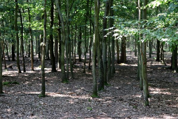 Kněžičky, 10.8.2020
Obora Kněžičky - východní část. Mladý porost s četným výskytem exkrementů zvěře.
Keywords: Kněžičky obora Kněžičky východní část les