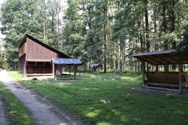 Kněžičky, 10.8.2020
Obora Kněžičky - východní část. Les u krmelců u Lovčické cesty. 
Mots-clés: Kněžičky obora Kněžičky východní část krmelce