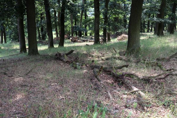 Kněžičky, 10.8.2020
Obora Kněžičky - les na svahu ve východní části rezervace.
Schlüsselwörter: Kněžičky obora Kněžičky rezervace les