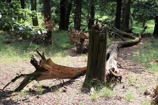 Kněžičky, 10.8.2020
Obora Kněžičky - les na svahu ve východní části rezervace.
Klíčová slova: Kněžičky obora Kněžičky rezervace les