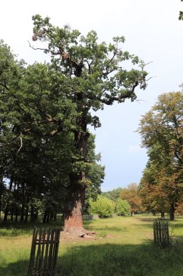 Kněžičky, 10.8.2020
Obora Kněžičky - duby u hájovny.
Klíčová slova: Kněžičky obora Kněžičky hájovna duby