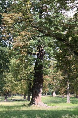 Kněžičky, 10.8.2020
Obora Kněžičky - duby u hájovny.
Klíčová slova: Kněžičky obora Kněžičky hájovna duby