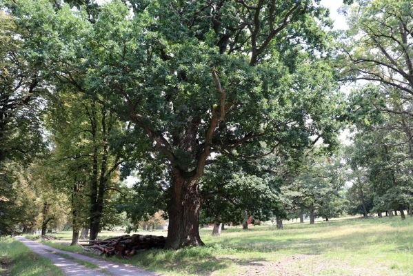 Kněžičky, 10.8.2020
Obora Kněžičky - duby u hájovny.
Klíčová slova: Kněžičky obora Kněžičky hájovna duby