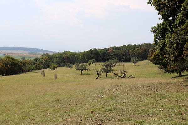 Kněžičky, 10.8.2020
Obora Kněžičky - západní část pastviny.
Klíčová slova: Kněžičky obora Kněžičky pastvina