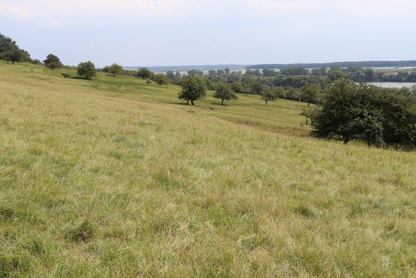 Kněžičky, 10.8.2020
Obora Kněžičky - západní část pastviny.
Schlüsselwörter: Kněžičky obora Kněžičky pastvina