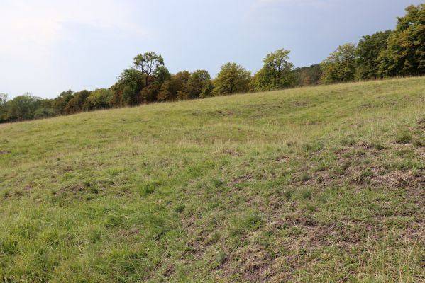 Kněžičky, 10.8.2020
Obora Kněžičky - západní část pastviny.
Klíčová slova: Kněžičky obora Kněžičky pastvina