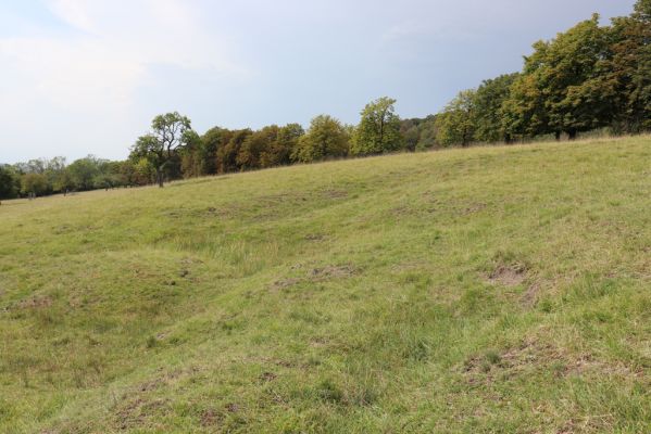 Kněžičky, 10.8.2020
Obora Kněžičky - západní část pastviny.
Klíčová slova: Kněžičky obora Kněžičky pastvina