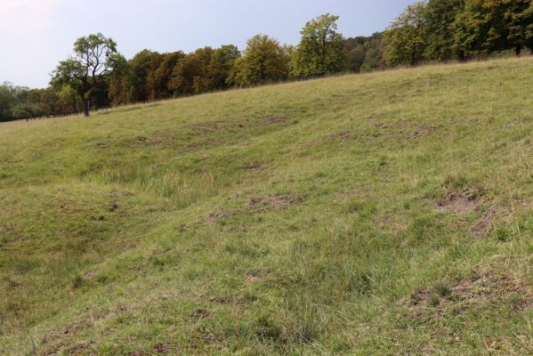 Kněžičky, 10.8.2020
Obora Kněžičky - západní část pastviny.
Schlüsselwörter: Kněžičky obora Kněžičky pastvina