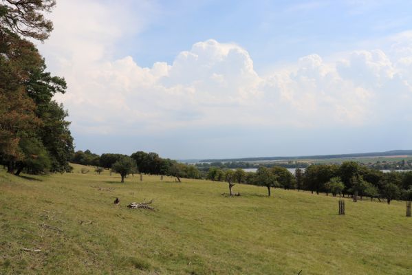 Kněžičky, 10.8.2020
Obora Kněžičky - západní část pastviny.
Klíčová slova: Kněžičky obora Kněžičky pastvina