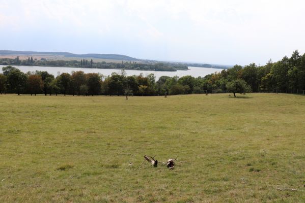 Kněžičky, 10.8.2020
Obora Kněžičky - západní část pastviny.
Schlüsselwörter: Kněžičky obora Kněžičky pastvina