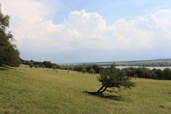 Kněžičky, 10.8.2020
Obora Kněžičky - západní část pastviny.
Klíčová slova: Kněžičky obora Kněžičky pastvina