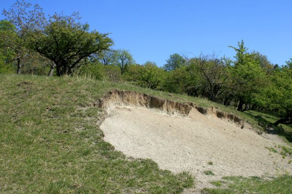 Žehuňská obora, 20.4.2007
Pastvina - bílá stráň.
Klíčová slova: Žehuňská obora Kněžičky