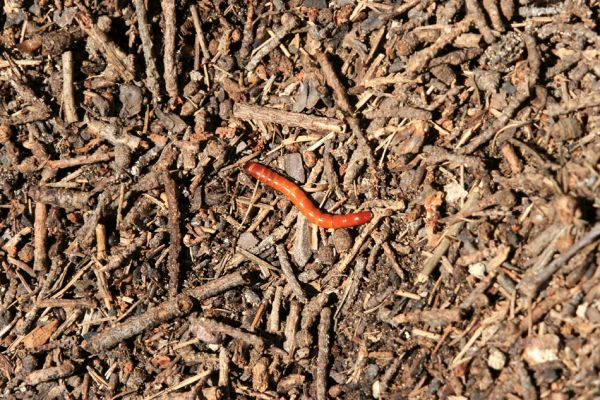 Žehuňská obora, 20.4.2007
Larva kovaříka Melanotus crassicollis v mraveništi.
Klíčová slova: Žehuňská obora Kněžičky Melanotus crassicollis