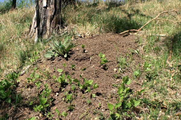 Žehuňská obora, 20.4.2007
Mraveniště osídlené larvami zlatohlávků a larvou kovaříka Melanotus crassicollis.
Klíčová slova: Žehuňská obora Kněžičky Melanotus crassicollis