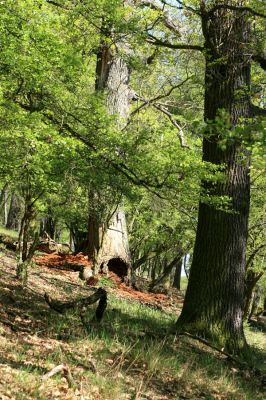 Žehuňská obora, 20.4.2007
Pohled na dutý dub, osídlený kovaříky Lacon querceus a Brachygonus megerlei.
Mots-clés: Žehuňská obora Kněžičky Lacon querceus Brachygonus megerlei