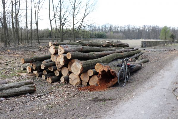 Kněžičky, 26.4.2021
Obora Kněžičky. Pokácený dub u Lovčické cesty osídlený kovaříky Elater ferrugineus a Lacon querceus.
Klíčová slova: Kněžičky Obora Kněžičky Lovčická cesta Elater ferrugineus Lacon querceus