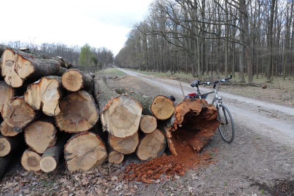 Kněžičky, 26.4.2021
Obora Kněžičky. Pokácený dub u Lovčické cesty osídlený kovaříky Elater ferrugineus a Lacon querceus.
Keywords: Kněžičky Obora Kněžičky Lovčická cesta Elater ferrugineus Lacon querceus