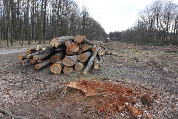 Kněžičky, 26.4.2021
Obora Kněžičky. Pokácený dub u Lovčické cesty osídlený kovaříky Elater ferrugineus a Lacon querceus.
Keywords: Kněžičky Obora Kněžičky Lovčická cesta Elater ferrugineus Lacon querceus