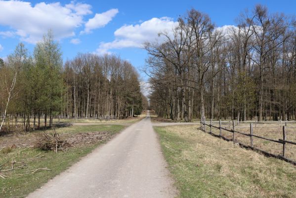 Kněžičky, 26.4.2021
Obora Kněžičky, Lovčická cesta - biotop Meloe proscarabeus.
Klíčová slova: Kněžičky Obora Kněžičky Lovčická cesta Meloe proscarabeus