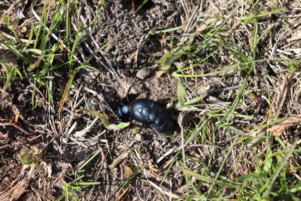 Kněžičky, 26.4.2021
Obora Kněžičky. Meloe proscarabeus u Lovčické cesty.
Keywords: Kněžičky Obora Kněžičky Lovčická cesta Meloe proscarabeus