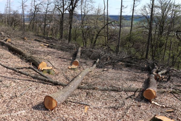 Kněžičky, 26.4.2021
Obora Kněžičky, západně od loveckého zámečku Neugebau - svah nad rezervací.
Keywords: Kněžičky Obora Kněžičky