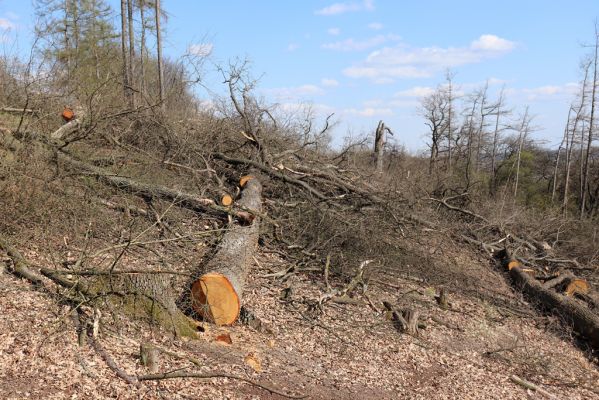 Kněžičky, 26.4.2021
Obora Kněžičky, západně od loveckého zámečku Neugebau - svah nad rezervací.
Klíčová slova: Kněžičky Obora Kněžičky Ampedus cardinalis Brachygonus megerlei Lacon querceus