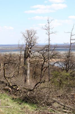 Kněžičky, 26.4.2021
Obora Kněžičky, západně od loveckého zámečku Neugebau - svah nad rezervací. Ponechán mrtvý dub, ve kterém jsem před lety našel kovaříky Ampedus cardinalis, Brachygonus megerlei a Lacon querceus. 
Klíčová slova: Kněžičky Obora Kněžičky Ampedus cardinalis Brachygonus megerlei Lacon querceus