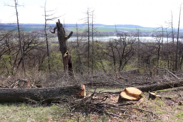 Kněžičky, 26.4.2021
Obora Kněžičky, západně od loveckého zámečku Neugebau - svah nad rezervací. Ponechán mrtvý dub, ve kterém jsem před lety našel kovaříky Ampedus cardinalis, Brachygonus megerlei a Lacon querceus. 
Klíčová slova: Kněžičky Obora Kněžičky Ampedus cardinalis Brachygonus megerlei Lacon querceus