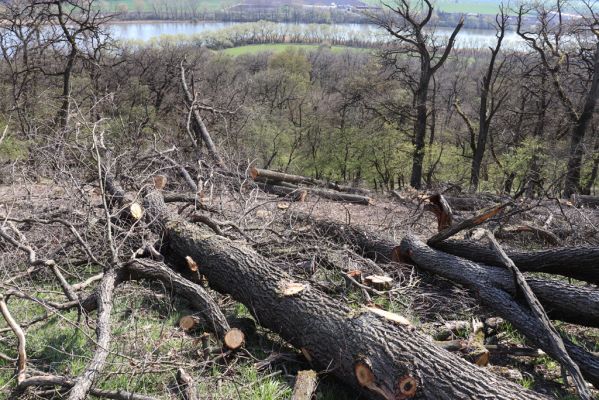 Kněžičky, 26.4.2021
Obora Kněžičky, západně od loveckého zámečku Neugebau - svah nad rezervací.
Klíčová slova: Kněžičky Obora Kněžičky