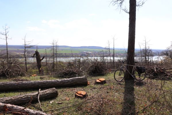 Kněžičky, 26.4.2021
Obora Kněžičky, západně od loveckého zámečku Neugebau - svah nad rezervací. Ponechán mrtvý dub, ve kterém jsem před lety našel kovaříky Ampedus cardinalis, Brachygonus megerlei a Lacon querceus. 
Mots-clés: Kněžičky Obora Kněžičky Ampedus cardinalis Brachygonus megerlei Lacon querceus