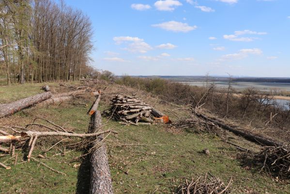 Kněžičky, 26.4.2021
Obora Kněžičky, západně od loveckého zámečku Neugebau - svah nad rezervací.
Keywords: Kněžičky Obora Kněžičky