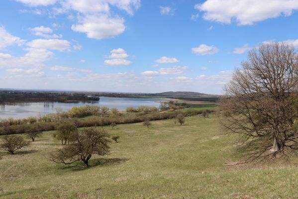 Kněžičky, 26.4.2021
Obora Kněžičky, pastvina nad Žehuňským rybníkem.
Klíčová slova: Kněžičky Obora Kněžičky pastvina Žehuňský rybník