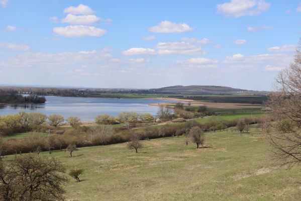 Kněžičky, 26.4.2021
Obora Kněžičky, pastvina nad Žehuňským rybníkem.
Keywords: Kněžičky Obora Kněžičky pastvina Žehuňský rybník Phalacronothus biguttatus