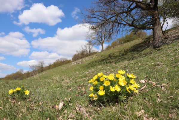 Kněžičky, 26.4.2021
Obora Kněžičky, pastvina nad Žehuňským rybníkem - hlaváček jarní.
Schlüsselwörter: Kněžičky Obora Kněžičky pastvina hlaváček jarní