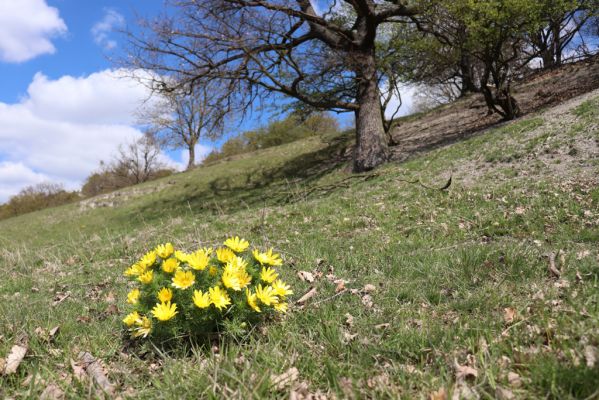 Kněžičky, 26.4.2021
Obora Kněžičky, pastvina nad Žehuňským rybníkem - hlaváček jarní.
Klíčová slova: Kněžičky Obora Kněžičky pastvina hlaváček jarní