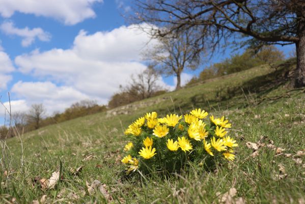 Kněžičky, 26.4.2021
Obora Kněžičky, pastvina nad Žehuňským rybníkem - hlaváček jarní.
Klíčová slova: Kněžičky Obora Kněžičky pastvina hlaváček jarní