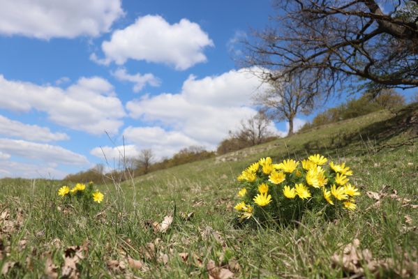 Kněžičky, 26.4.2021
Obora Kněžičky, pastvina nad Žehuňským rybníkem - hlaváček jarní.
Mots-clés: Kněžičky Obora Kněžičky pastvina hlaváček jarní