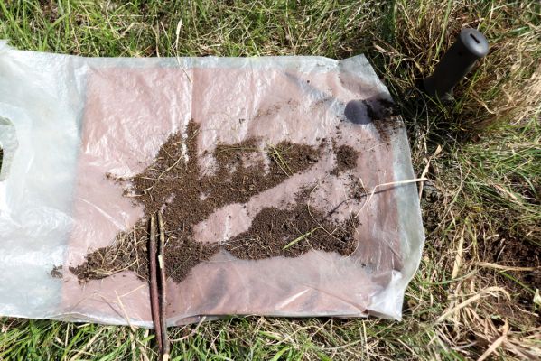 Kněžičky, 26.4.2021
Obora Kněžičky, pastvina nad Žehuňským rybníkem. V zemi země pod exkrementem daňka byli hnojníci druhu Phalacronothus biguttatus a Plagiogonus arenarius.
Klíčová slova: Kněžičky Obora Kněžičky pastvina Žehuňský rybník Phalacronothus biguttatus Plagiogonus arenarius