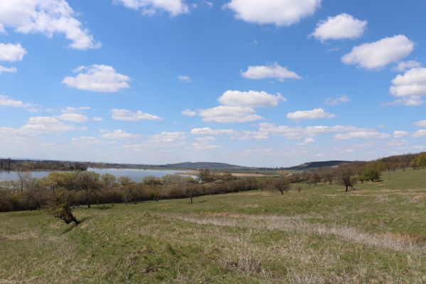 Kněžičky, 26.4.2021
Obora Kněžičky, pastvina nad Žehuňským rybníkem.
Klíčová slova: Kněžičky Obora Kněžičky pastvina Žehuňský rybník Phalacronothus biguttatus Plagiogonus arenarius