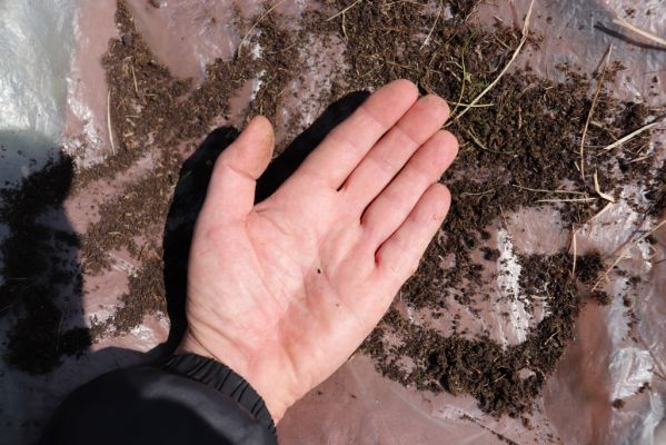 Kněžičky, 26.4.2021
Obora Kněžičky, pastvina nad Žehuňským rybníkem. V zemi země pod exkrementem daňka byli také hnojníci druhu Plagiogonus arenarius.
Keywords: Kněžičky Obora Kněžičky pastvina Žehuňský rybník Phalacronothus biguttatus Plagiogonus arenarius