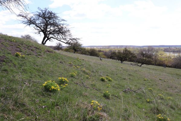 Kněžičky, 26.4.2021
Obora Kněžičky, pastvina nad Žehuňským rybníkem.
Keywords: Kněžičky Obora Kněžičky pastvina Žehuňský rybník Phalacronothus biguttatus Plagiogonus arenarius