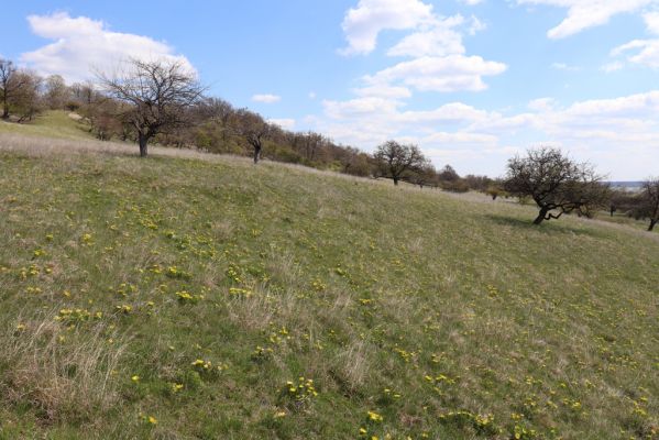 Kněžičky, 26.4.2021
Obora Kněžičky, pastvina nad Žehuňským rybníkem.
Klíčová slova: Kněžičky Obora Kněžičky pastvina Žehuňský rybník Phalacronothus biguttatus Plagiogonus arenarius